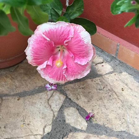 Hotel Buena Vista Copán エクステリア 写真