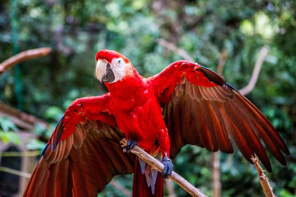 Hotel Buena Vista Copán エクステリア 写真