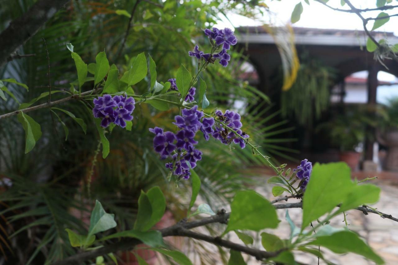 Hotel Buena Vista Copán エクステリア 写真