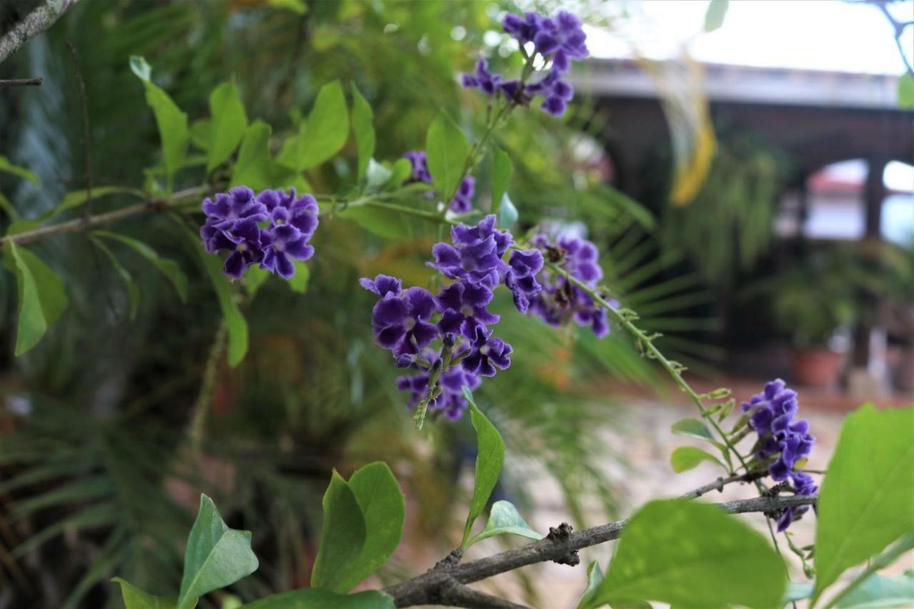 Hotel Buena Vista Copán エクステリア 写真